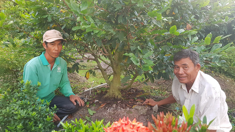 Nông dân trồng mai vàng ở làng mai Tân Tây (huyện Thành Hóa, tỉnh Long An) cười vui rộn rã vì lợi nhuận thu về cao gấp 20 lần trồng lúa. 