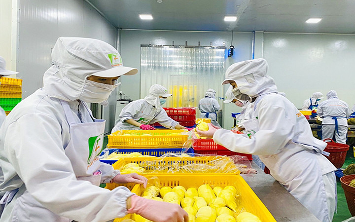 Sơ chế trái cây tại Công ty TNHH xuất, nhập khẩu trái cây Chánh Thu (tỉnh Bến Tre). Ảnh: THÙY ANH