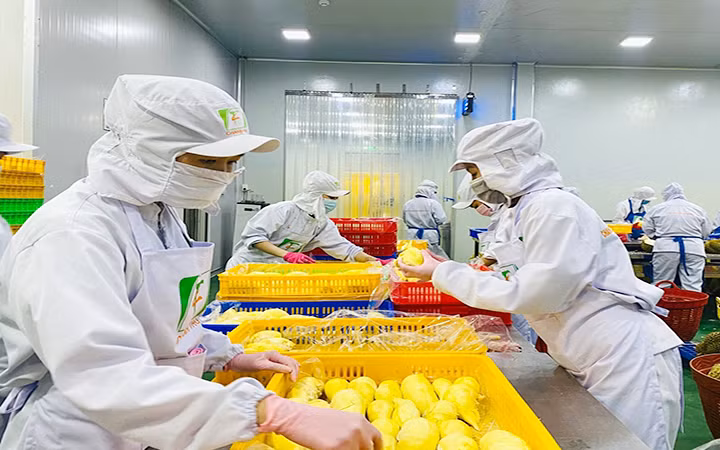 Sơ chế trái cây tại Công ty TNHH xuất, nhập khẩu trái cây Chánh Thu (tỉnh Bến Tre). Ảnh: THÙY ANH