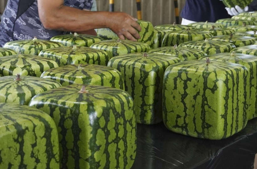 Kiểm tra dưa hấu vuông trước khi vận chuyển tại Kagawa, tây Nhật Bản, tháng 6-2021. (Ảnh: Kyodo)