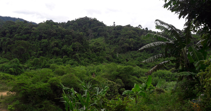 Khu vực rừng Trường Sơn nơi phát hiện hai người đàn ông nằm chết trên võng. Ảnh: Báo Quảng Bình.