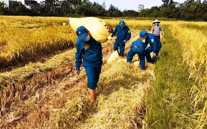 Giúp dân thu hoạch lúa tại xã Hòa Tiến, huyện Hòa Vang, Đà Nẵng.