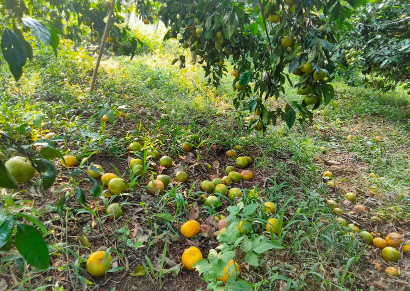 Chuyện “giải cứu” quýt và nghịch lý ở Quỳ Hợp