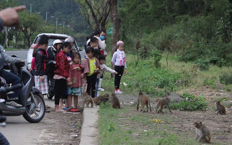 Thói quen cho khỉ ăn của người dân gây ảnh hưởng đến tập quán của khỉ.