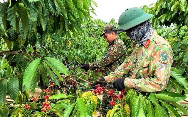 Bộ đội tỉnh Kon Tum thu hái cà-phê tại Công ty cà phê Ðắk Uy, huyện Ðắk Hà.