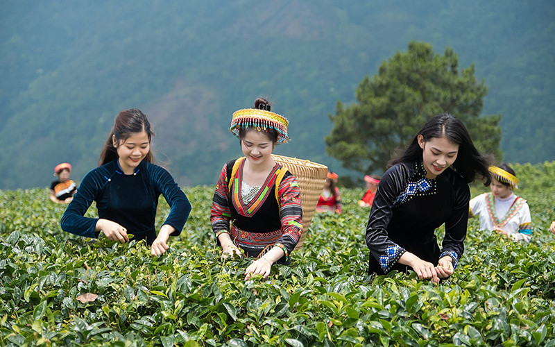 Thu hoạch chè tại Khu sinh thái Kolia. Ảnh: Trung Nguyên