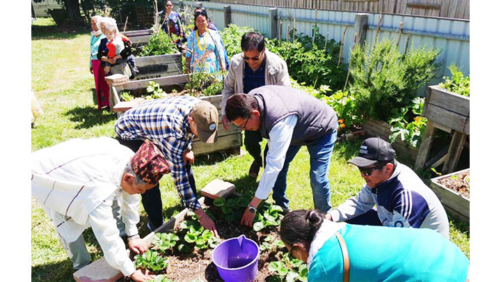 Một khu vườn cộng đồng tại Tasmania. Ảnh: ABC NEWS