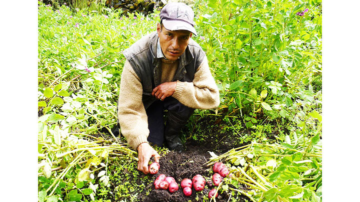 Peru quy hoạch lại diện tích trồng khoai tây. Ảnh: GETTY