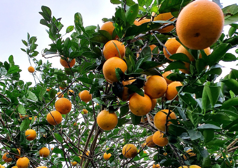 Vườn cam của HTX Thiên Sơn, xã Đồng Thành, huyện Yên Thành (Nghệ An).