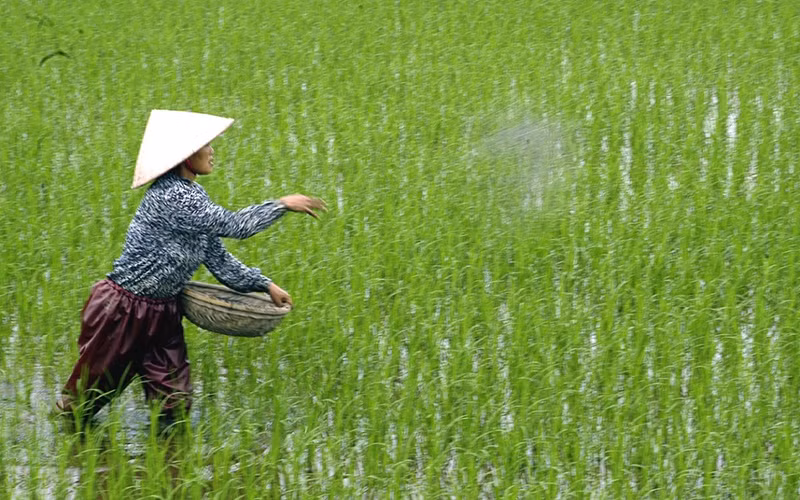 Nông dân bón phân cho lúa. (Ảnh: TTXVN)