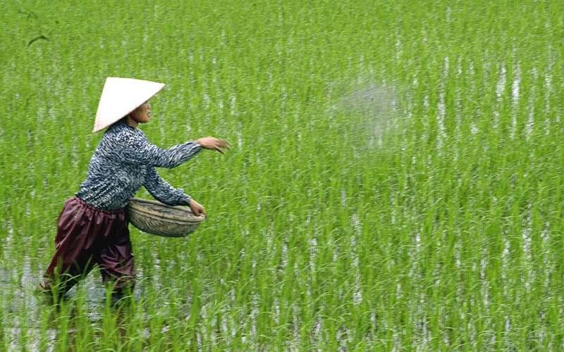Nông dân bón phân cho lúa. (Ảnh: TTXVN)