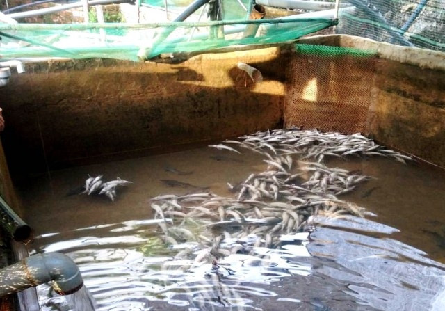 Cá tầm của gia đình ông Sơn chết trắng hồ nghi do bị “đầu độc”.
