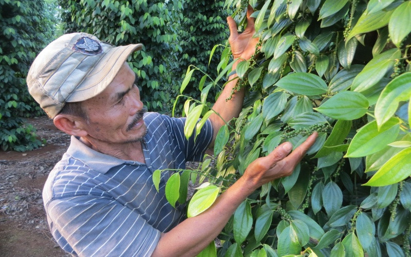 Người nông dân ở Đắk Lắk phấn khởi vì giá tiêu tăng cao.