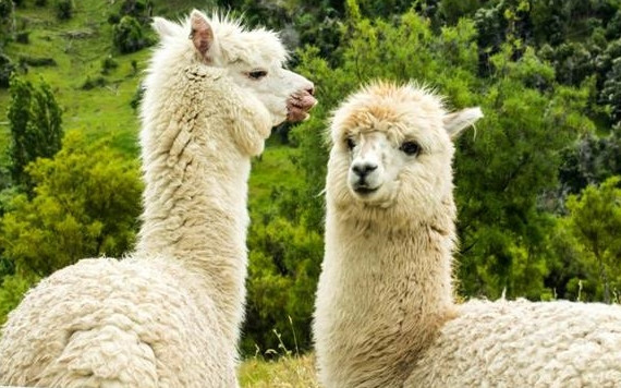 Kháng thể từ lạc đà không bướu vô hiệu hóa virus SARS-CoV-2 trong phòng thí nghiệm.