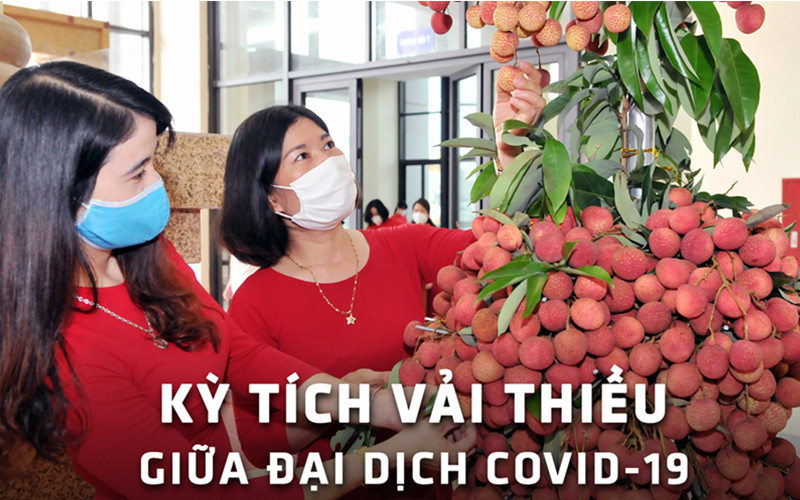 Kỳ tích vải thiều giữa đại dịch Covid-19