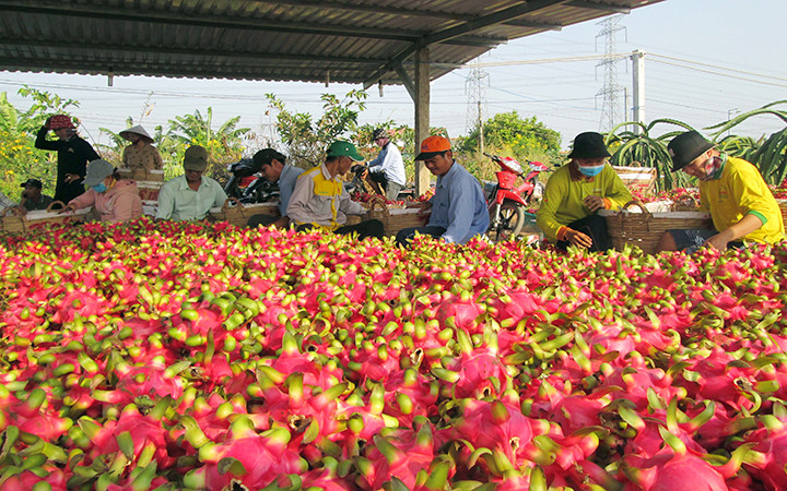 Nông dân xã Hòa Phú, huyện Châu Thành, tỉnh Long An thu hoạch thanh long. (Ảnh THANH PHONG)