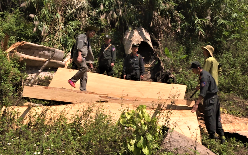 Hàng chục hộp gỗ cưa xẻ được các đối tượng giấu trong rừng bị lực lượng Công an phát hiện bắt giữ.