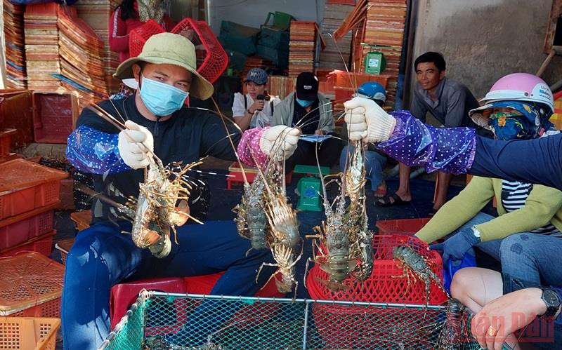 Người dân thị xã Sông Cầu xuất bán tôm hùm vụ 2022.