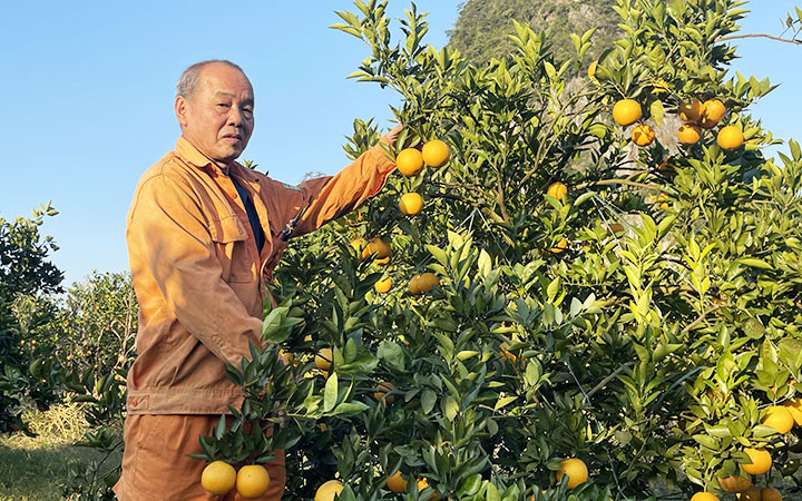 Người dân thị trấn Cao Phong thu hoạch cam.