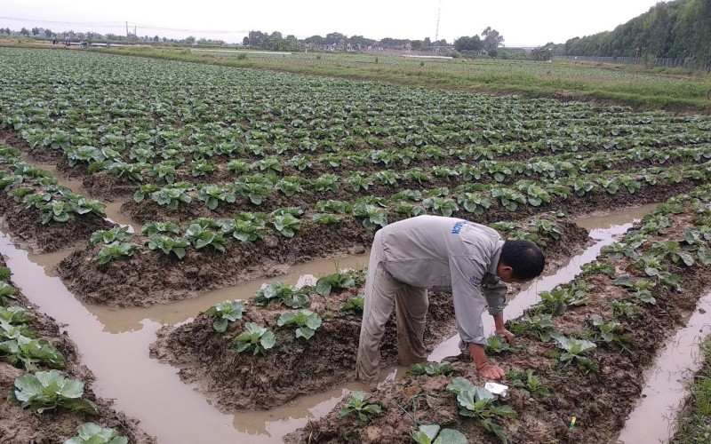 Nông dân tỉnh Hải Dương gieo trồng cây vụ đông.