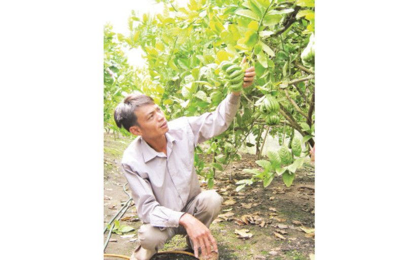 Phật thủ là sản phẩm chuyên canh của xã Đắc Sở, huyện Hoài Đức.