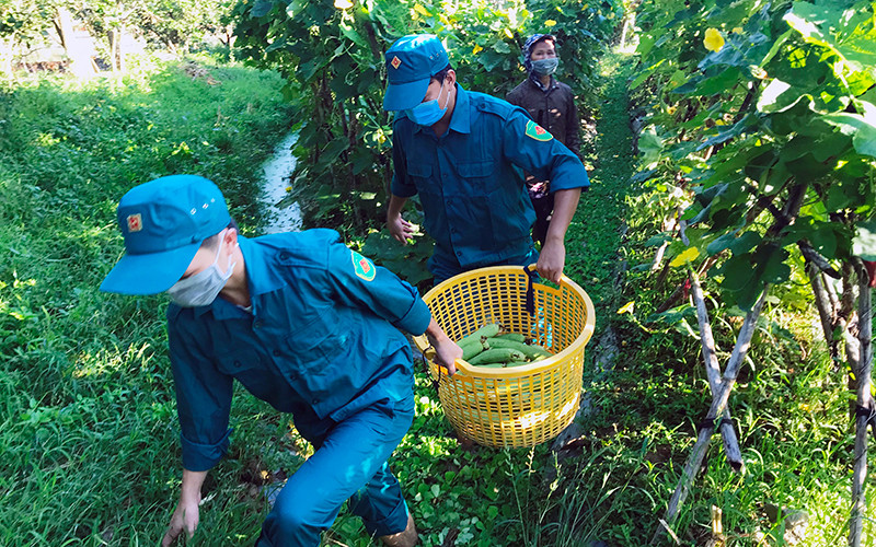 Lực lượng vũ trang huyện Chương Mỹ (Hà Nội) giúp nông dân thu hoạch nông sản. Ảnh: Trần Hiền 