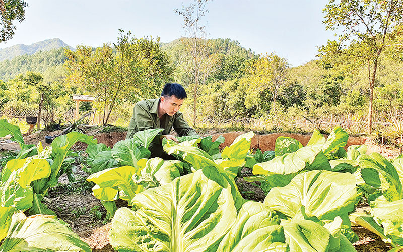 Anh Nịnh Văn Sàu bên vườn rau được trồng trong rừng. 