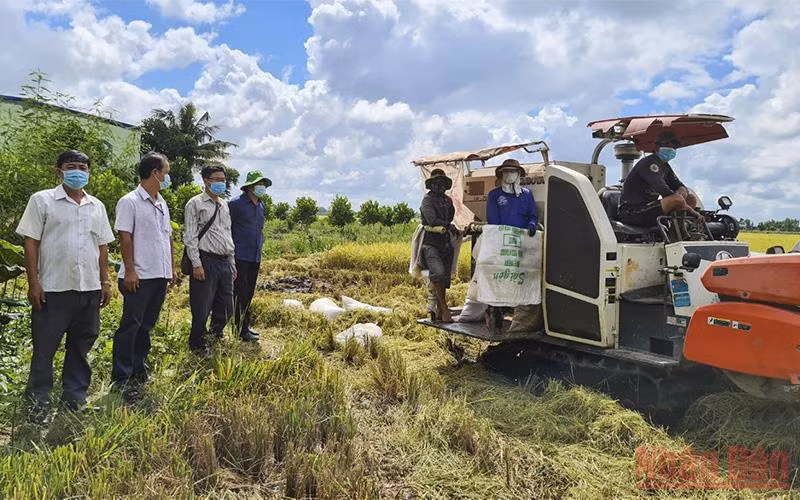 Lãnh đạo huyện Tháp Mười khảo sát tình hình nông dân thu hoạch lúa tại xã Tân Kiều.