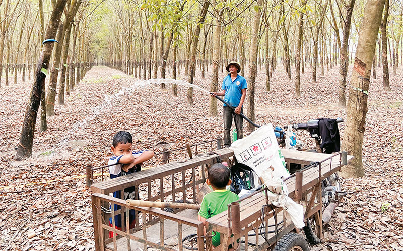 Trong dịch Covid-19, chú Chàm Ca Tia (60 tuổi, ấp Chăm, xã Suối Dây, huyện Tân Châu, Tây Ninh) vừa ra vườn chăm cây cao-su, vừa trông hai đứa cháu. 