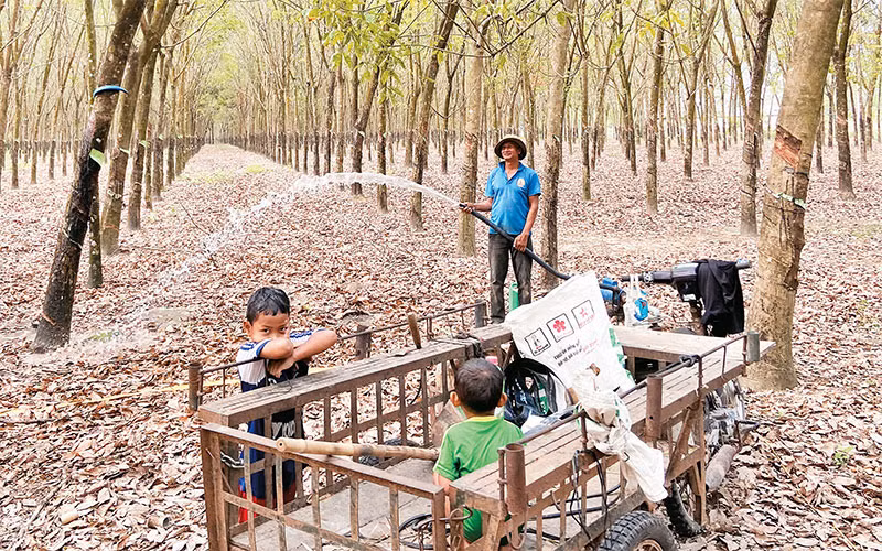Trong dịch Covid-19, chú Chàm Ca Tia (60 tuổi, ấp Chăm, xã Suối Dây, huyện Tân Châu, Tây Ninh) vừa ra vườn chăm cây cao-su, vừa trông hai đứa cháu. 