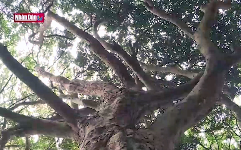 Huyền thoại "Thần mộc" giữa đảo Ngọc