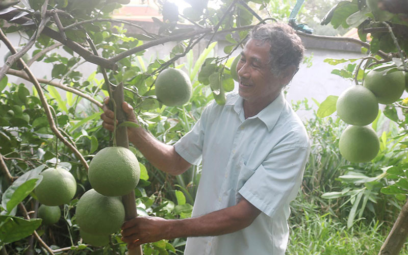 Nông dân Thạch Khương chăm sóc vườn bưởi da xanh của gia đình.