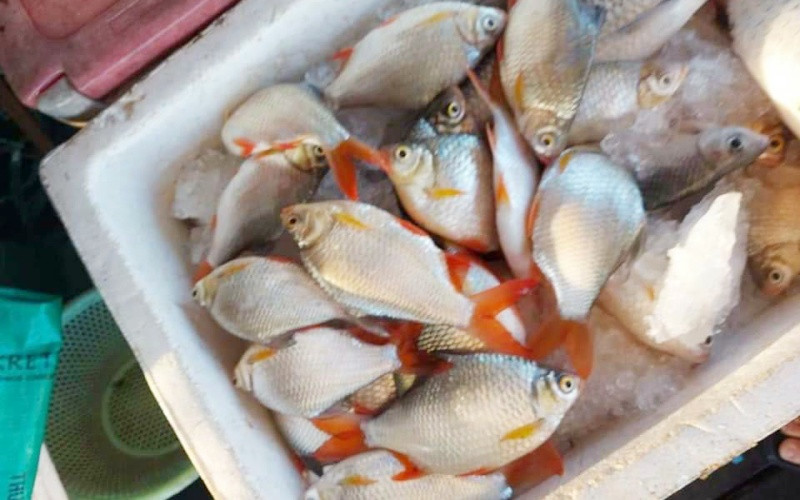 Cá chết bán xác với giá rẻ.