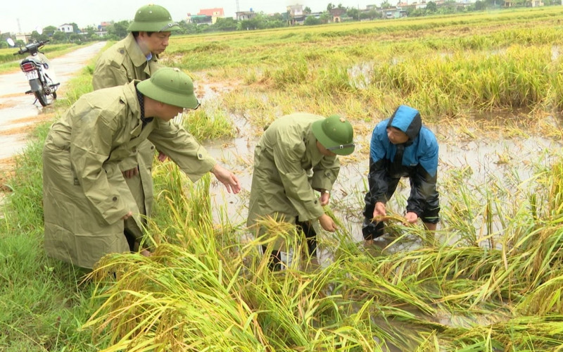 Lãnh đạo huyện Kiến Xương (tỉnh Thái Bình) kiểm tra diện tích lúa chín ngã đổ, do úng ngập cục bộ tại các xã trên địa bàn.