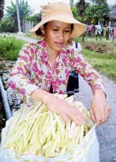 Người dân thu hái bồn bồn.