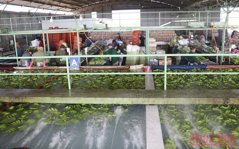 Một phân xưởng xử lý, đóng gói chuối để xuất xưởng tại Lào. (Ảnh: Xuân Sơn)
