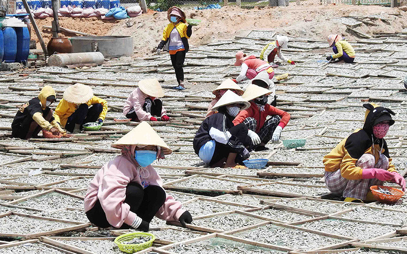 Sau khi được đào tạo nghề chế biến hải sản, nhiều phụ nữ ở xã Thanh Hải, huyện Ninh Hải, tỉnh Ninh Thuận được tuyển dụng vào các cơ sở chế biến cá cơm hấp, tăng thu nhập.