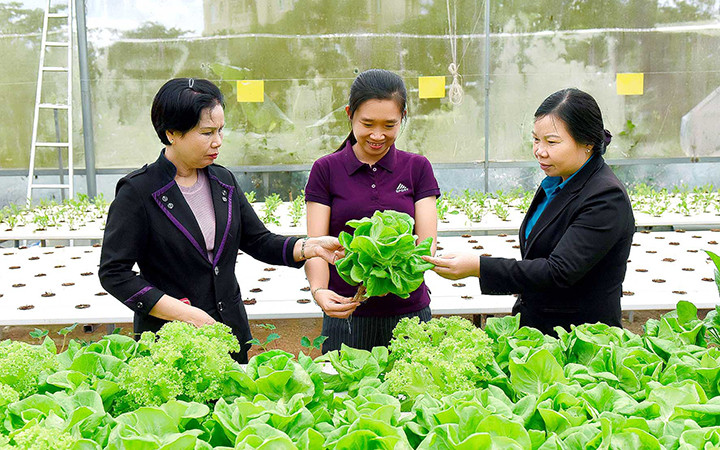 Mô hình trồng rau ứng dụng công nghệ cao ở thành phố Pleiku, Gia Lai.