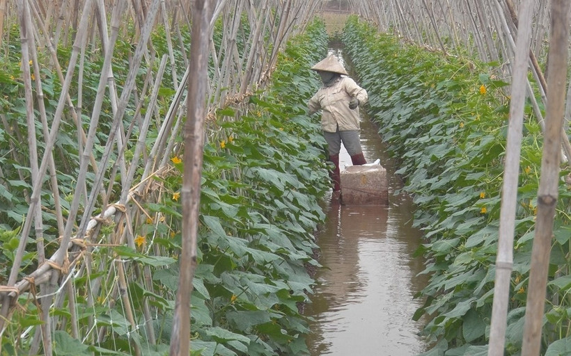 Người nông dân chăm chút cho ruộng dưa. (Ảnh: ĐÀO PHƯƠNG)