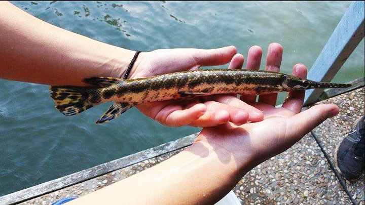 Cá sấu hỏa tiễn. Ảnh: Wikiwand.