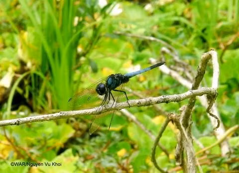 Chuồn chuồn tràm đực trưởng thành.