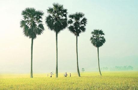 Vòm trời thốt nốt