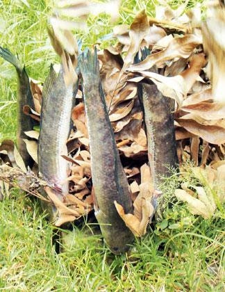 Xiên que nướng cá lóc.