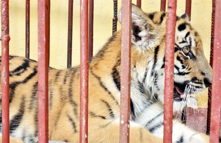 Nuôi hổ như nuôi lợn.