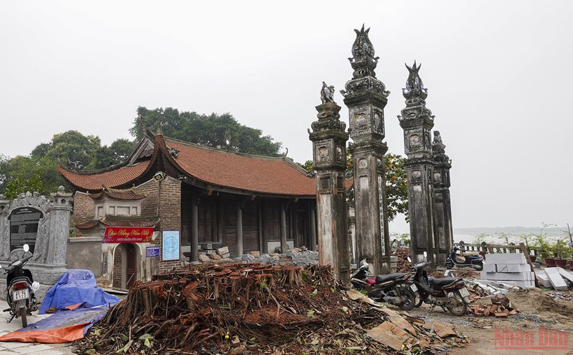 Cây đa bị chặt trong tu bổ đình Chèm thực chất mới được trồng hơn 20 năm.