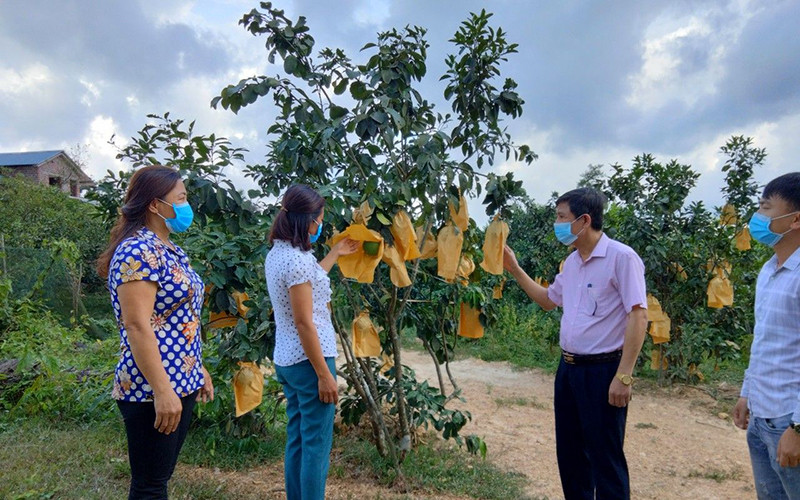 Từ nguồn vốn vay của Ngân hàng Chính sách xã hội, gia đình chị Phan Thị Nga, xã Phúc Ðồng (Hương Khê) đã xây dựng mô hình kinh tế vườn, vươn lên thoát nghèo. 