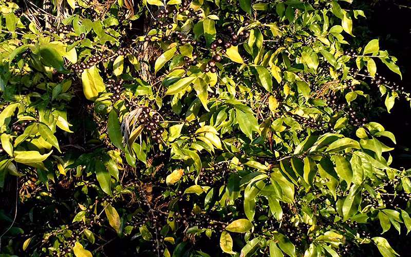 Ảnh minh họa. (Nguồn: Reuters)