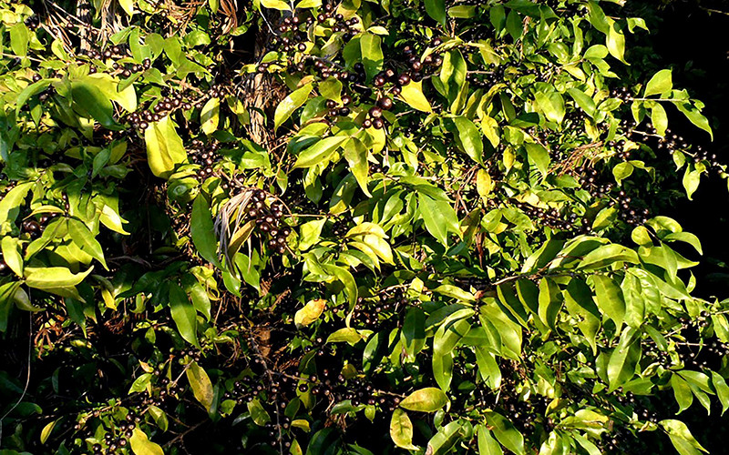 Ảnh minh họa. (Nguồn: Reuters)