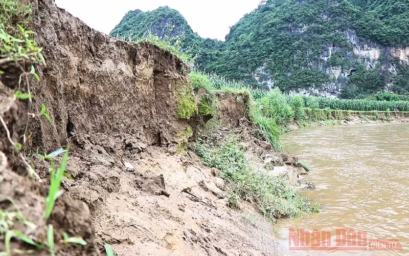 Sạt lở đã “nuốt” nhiều diện tích đất sản xuất của người dân xã Bành Trạch. 