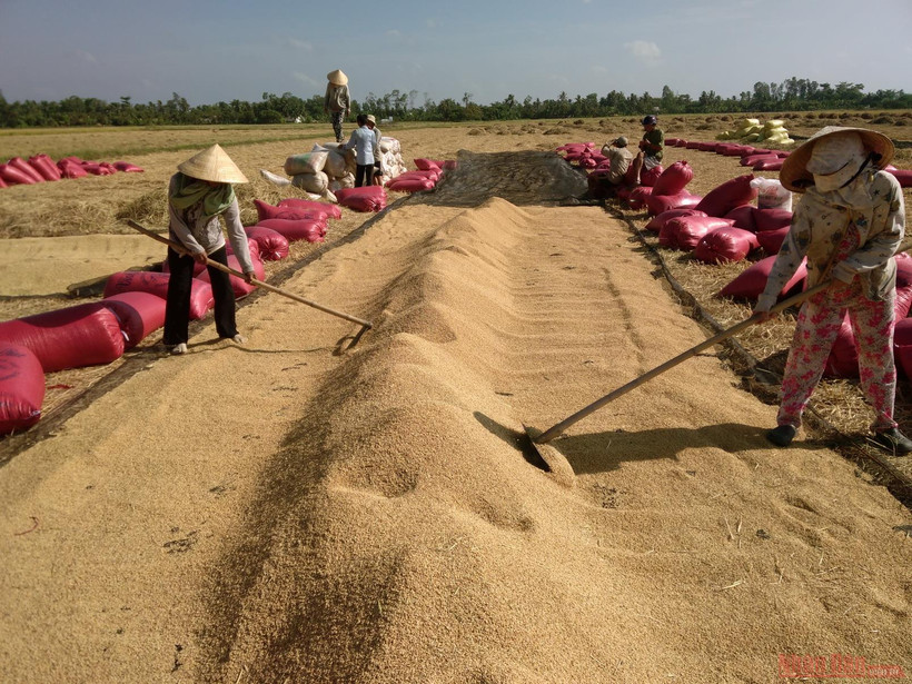 Để giúp dân tiêu thụ lúa, rau màu, tỉnh An Giang đã thành lập đường dây nóng và Tổ phản ứng nhanh hỗ trợ tiêu thụ nông sản trong thời điểm giãn cách xã hội.